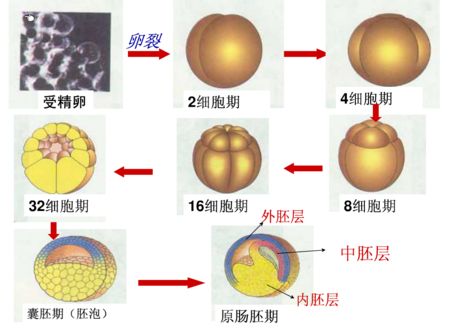 胚胎养成囊胚的移植成功率高吗