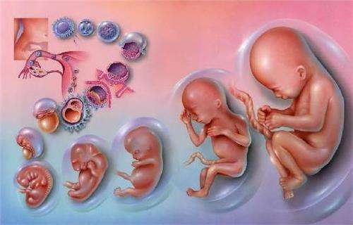 如何提升试管婴儿移植后胚胎着床率
