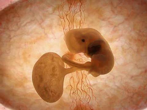 澳门试管网：关于胚胎移植后卧床休息的探讨