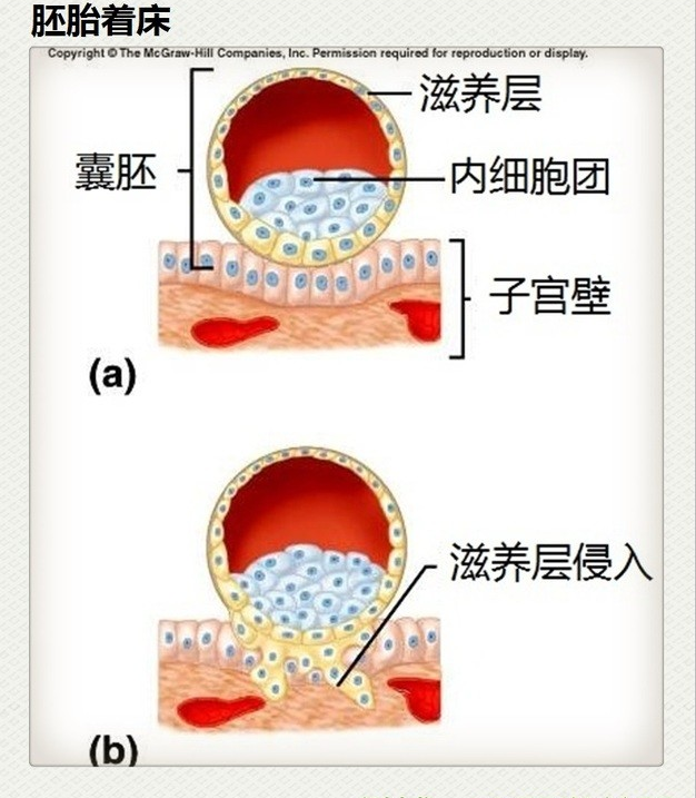 福州试管婴儿胚胎着床失败的原因分析