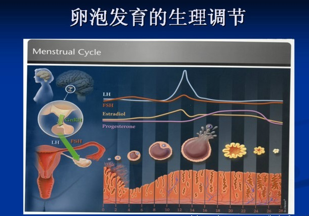 试管婴儿促排卵期间常见问题