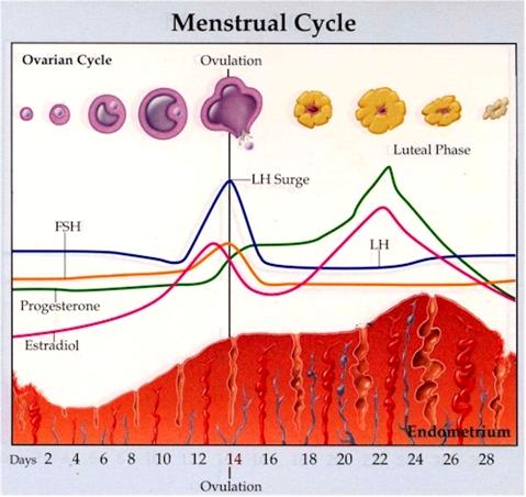 专家讲解：多囊卵巢患者如何进行科学促排卵