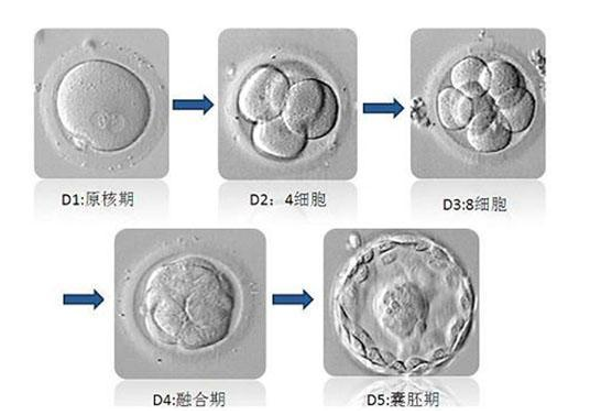 试管婴儿周期中取出的卵子为什么不能全部配成胚胎