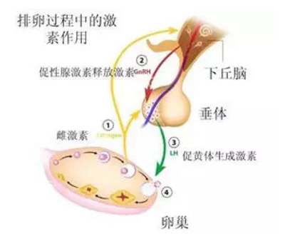 试管婴儿监测排卵中测血清雌二醇的意义是什么