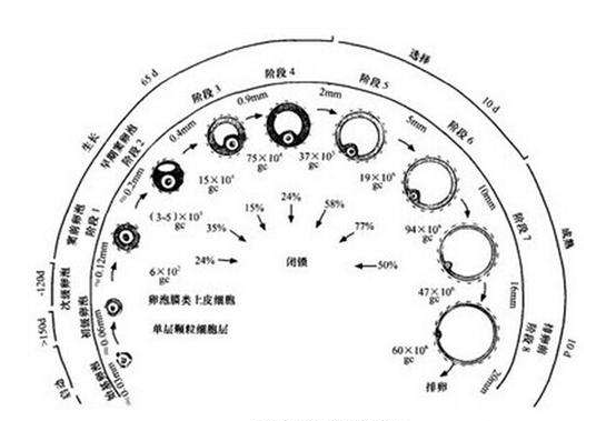 试管婴儿促排卵期间卵泡多大排出最容易受孕