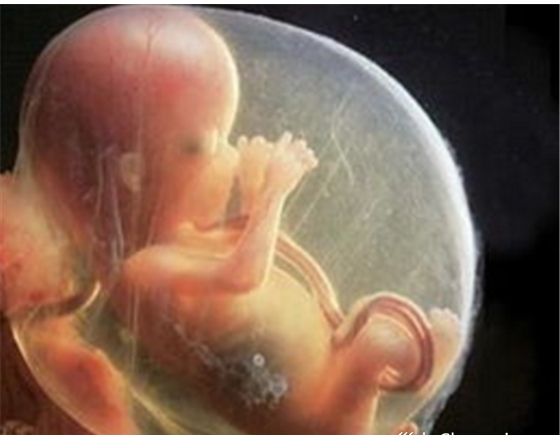 试管婴儿胚胎是怎么形成的