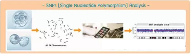 SNPs在辅助生殖中的应用