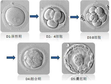 囊胚培养