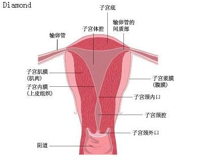 试管婴儿移植前要刮子宫内膜可以提高着床成功