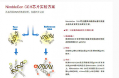 全染色体分析为试管婴儿技术提供更可靠的支持