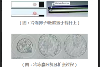 试管婴儿冷冻胚胎技术会有风险吗