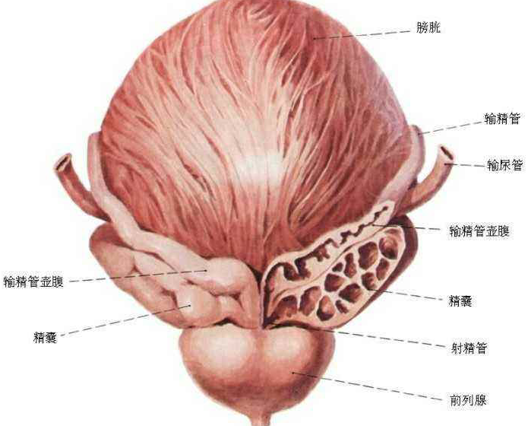 男性患有精囊炎影响精子质量吗？可以做试管婴儿吗？