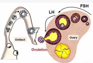 FSH数值偏高或偏低对生育与试管婴儿的影响