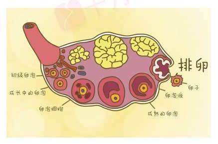 试管婴儿未进行科学促排卵会造成什么后果