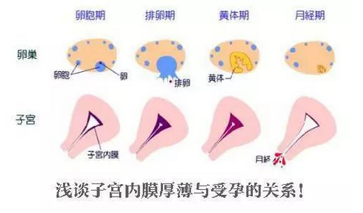 专家讲解：子宫内膜多厚移植成功率最高