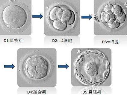 第三代试管婴儿技术中囊胚的作用