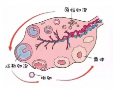 坤和专家讲解：卵巢储备功能与受孕关系