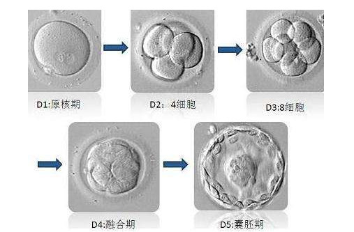 为什么澳门试管婴儿囊胚着床率高