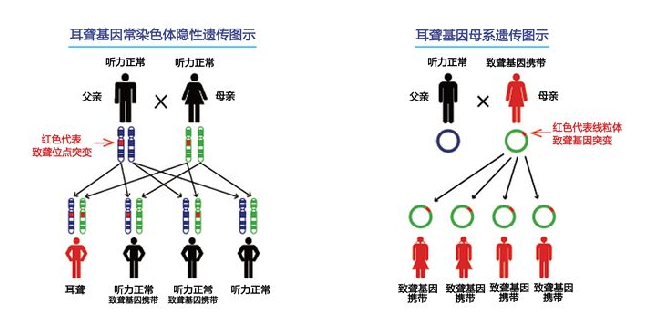 坤和专家解答：遗传性耳聋可以生健康宝宝吗