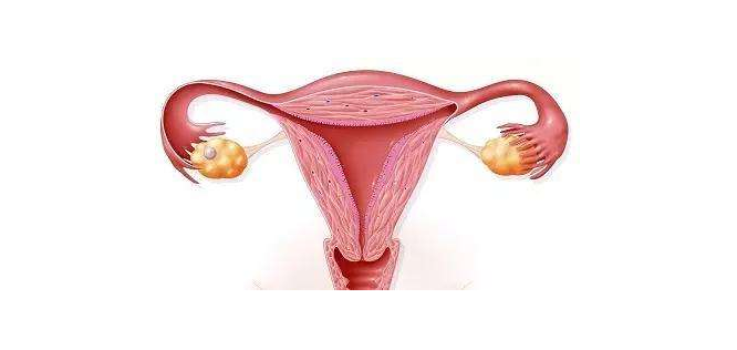 坤和解读：子宫内膜多厚适合做试管婴儿