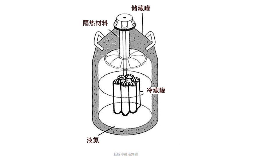 坤和试管婴儿胚胎是如何冷冻和解冻的