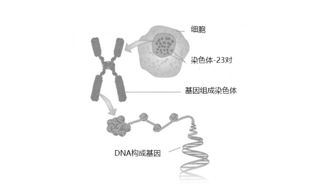 染色体解读，什么是PGS?PGS如何解决染色体问题