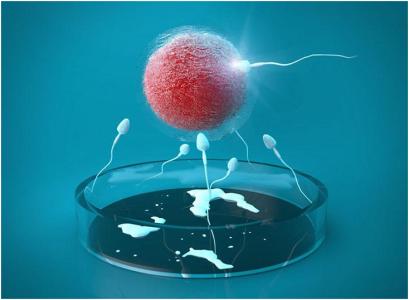 体外受精（IVF）培育试管婴儿全过程