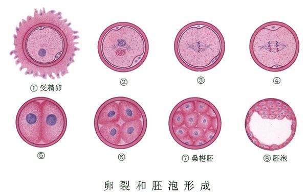 为什么都去美国做试管婴儿