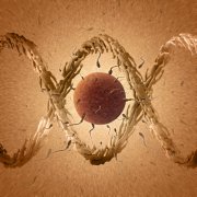 试管g_：美国三代囊胚筛选检测大概需要多长时间？这技术安全吗？