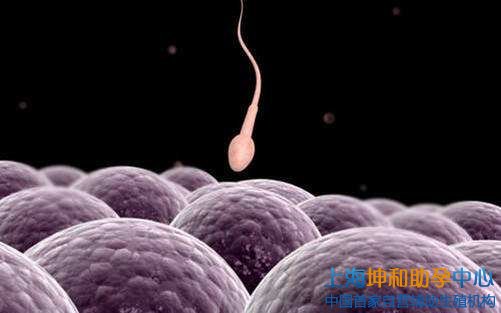上海成功率最高的助孕公司
